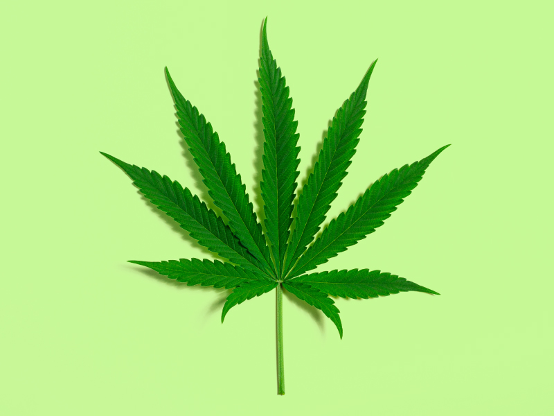 Marijuana Cannabis