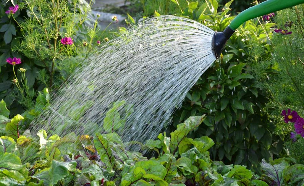 nursery watering