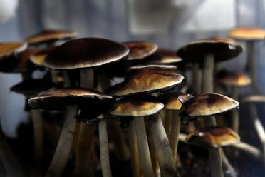 Magic Mushrooms