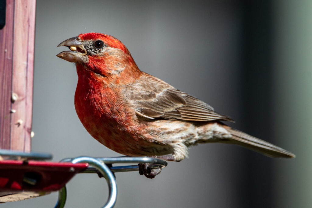 Dry Bird seeds