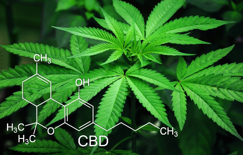 Cannabis