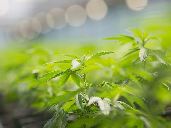 Cannabis