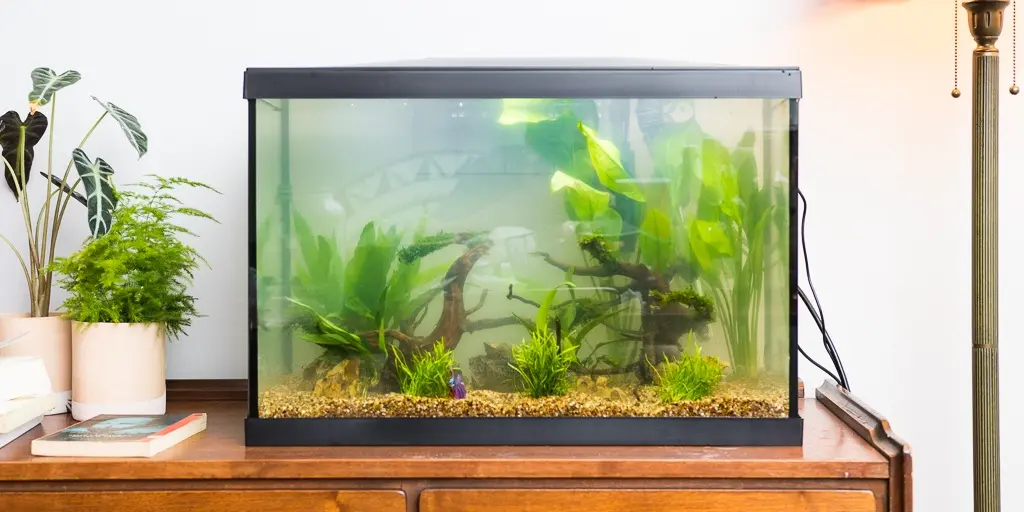 Aquarium and Fish Tank Online in Singapore